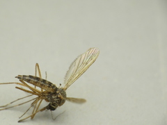Aedes abserratus