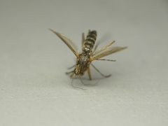 Aedes abserratus