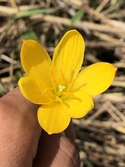 Zephyranthes pulchella