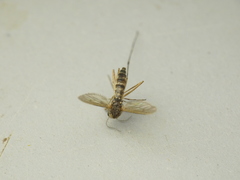 Aedes abserratus