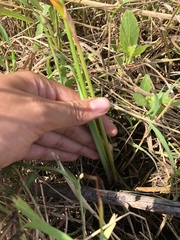 Zephyranthes pulchella