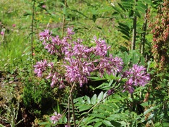 Adenostyles alliariae