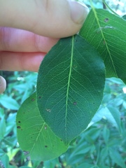 Landolphiinae