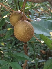 Landolphiinae