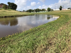 Zephyranthes pulchella
