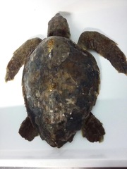 Caretta caretta