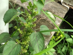 Acalypha indica