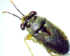 Geocoris punctipes