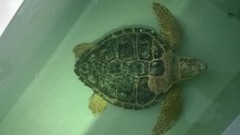 Caretta caretta