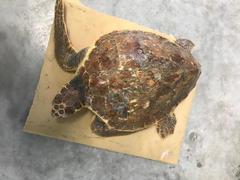 Caretta caretta