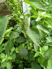 Acalypha indica