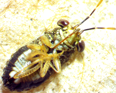 Geocoris punctipes