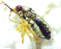 Geocoris punctipes