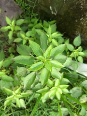 Acalypha indica