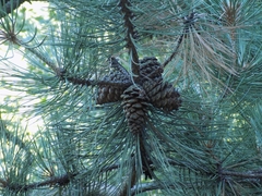 Pinus arizonica