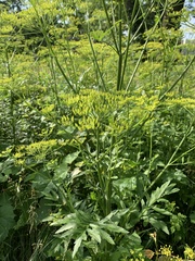 Pastinaca