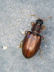 Enicmus histrio