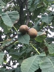 Angiospermae