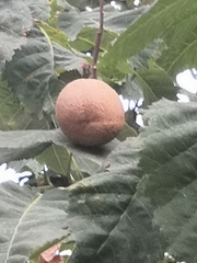 Angiospermae