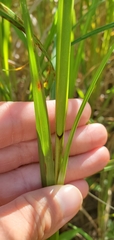 Carex trichocarpa