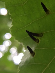 Caryomyia subulata