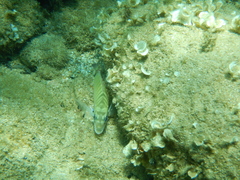 Diplodus