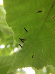 Caryomyia subulata