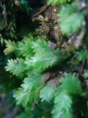 Fissidens bushii