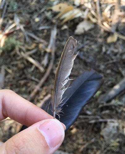 Plume de Bruant zizi