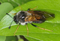 Trichiosoma triangulum