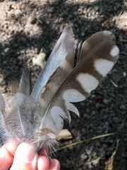 Athene noctua