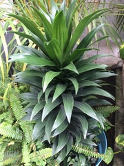 Dracaena fragrans compacta