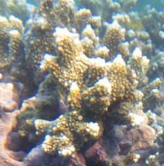 Acropora