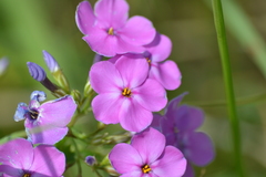 Phlox glaberrima interior