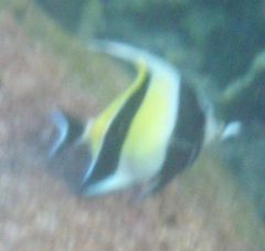 Zanclus cornutus