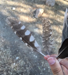 Otus scops