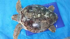 Caretta caretta