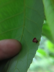 Caryomyia flaticrustum