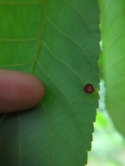 Caryomyia flaticrustum