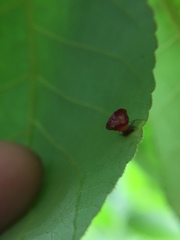 Caryomyia flaticrustum