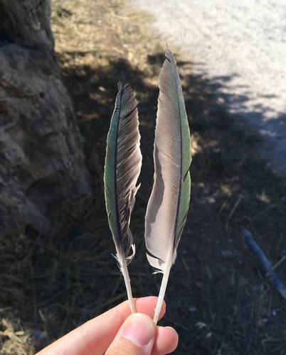 Plume de Perruche alexandre