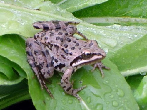 Rana macrocnemis