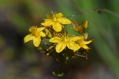 Hypericum maculatum obtusiusculum