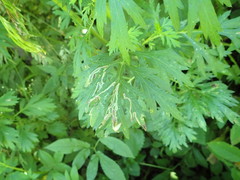 Phytomyza artemisivora