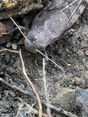 Leprus