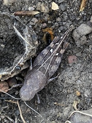 Leprus