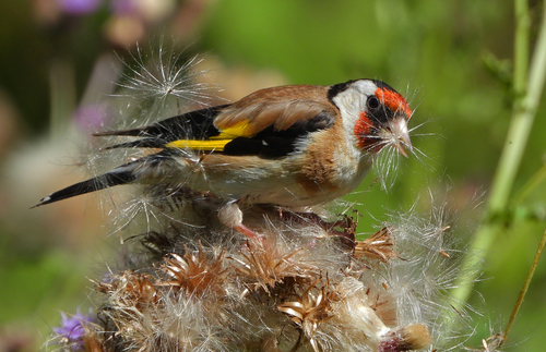 Jilguero europeo (Carduelis carduelis)