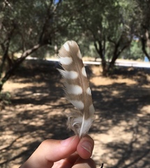 Athene noctua