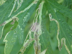 Phytomyza artemisivora