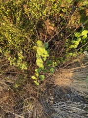Ribes viburnifolium